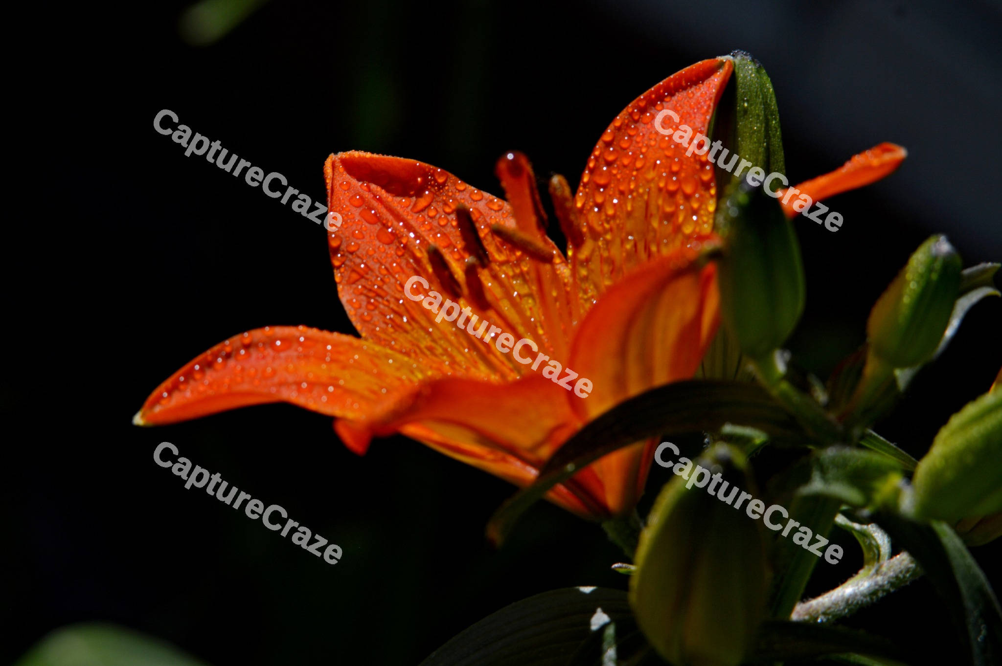 Orange Lily flower